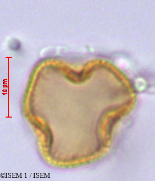 ISEM 1/Clavija_eggersiana_29250/Clavija_eggersiana_29250_0003(copy).jpg